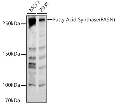 Western blot analysis of various lysates using Fatty Acid Synthase Polyclonal Antibody at 1:1000 dilution.