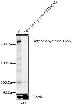 Western blot analysis of extracts from wild type(WT) and Fatty Acid Synthase (FASN) Polyclonal Antibody knockout (KO) HeLa cells using Fatty Acid Synthase (FASN) Polyclonal Antibody at 1:1000 dilution.