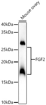 Western blot analysis of Mouse ovary using FGF2 Polyclonal Antibody at 1:2500 dilution.