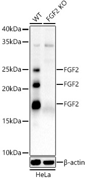 Western blot analysis of extracts from wild type(WT) and FGF2 knockout (KO) HeLa cells using FGF2 Polyclonal Antibody at 1:2000 dilution.