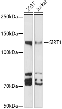 Western blot analysis of extracts of various cell lines using SIRT1 Polyclonal Antibody at 1:1000 dilution.