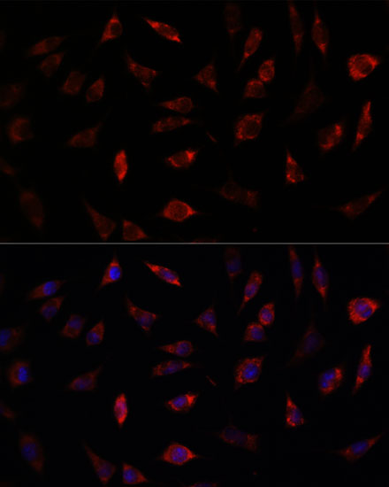 Immunofluorescence analysis of L929 cells using FXN / Frataxin Polyclonal Antibody at dilution of 1:100. Blue: DAPI for nuclear staining.