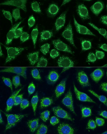 Immunofluorescence analysis of L929 cells using FXN / Frataxin Polyclonal Antibody at dilution of 1:100. Blue: DAPI for nuclear staining.