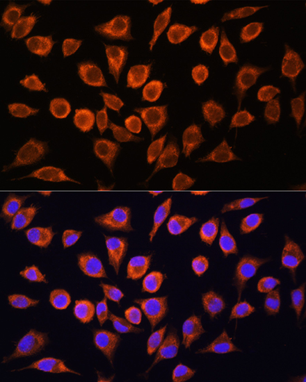 Immunofluorescence analysis of L929 cells using FXN / Frataxin Polyclonal Antibody at dilution of 1:100. Blue: DAPI for nuclear staining.