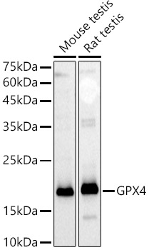 Western blot analysis of extracts of various cell lines using GPX4 Polyclonal Antibody at 1:1000 dilution.