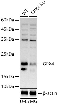 Western blot analysis of extracts from wild type(WT) and GPX4 knockdown (KD) U-87MG cells using GPX4 Polyclonal Antibody at 1:1000 dilution.