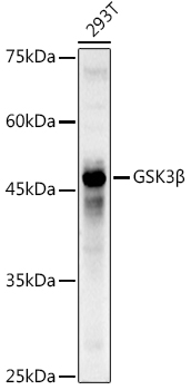 Western blot analysis of extracts of 293T cells using GSK3β Polyclonal Antibody at 1:1000 dilution.