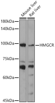 Western blot analysis of various lysates using HMGCR Polyclonal Antibody at 1:1000 dilution.