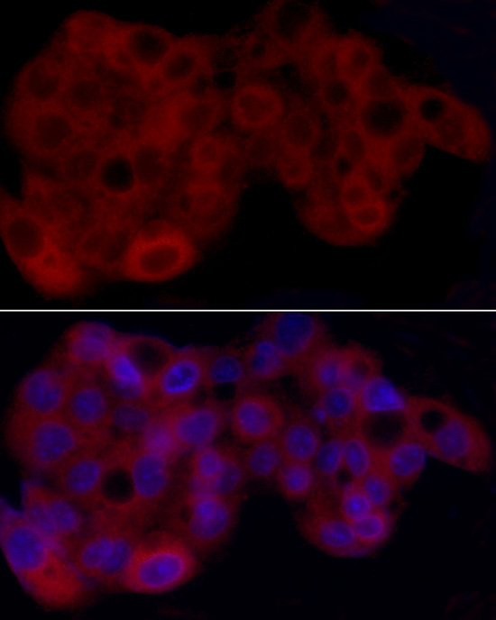 Immunofluorescence analysis of HepG2 using Heme Oxygenase 1 Polyclonal Antibody at dilution of 1 : 50 (40x lens). Blue: DAPI for nuclear staining.