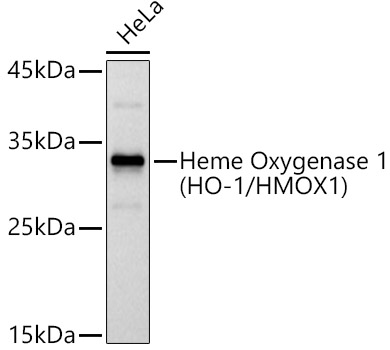 Western blot analysis of extracts of HeLa cells using Heme Oxygenase 1 Polyclonal Antibody at 1:1000 dilution.