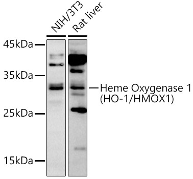 Western blot analysis of extracts of various cell lines using Heme Oxygenase 1 Polyclonal Antibody at 1:1000 dilution.