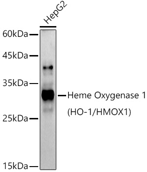 Western blot analysis of extracts of HepG2 cells using Heme Oxygenase 1 Polyclonal Antibody at 1:1000 dilution.