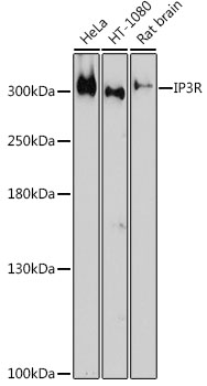 Western blot analysis of extracts of various cell lines using IP3R Polyclonal Antibody at 1:1000 dilution.