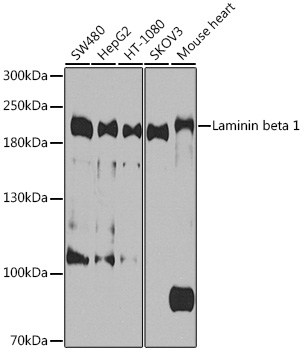 Western blot analysis of extracts of various cell lines using Laminin beta 1 Polyclonal Antibody at 1:1000 dilution.