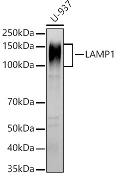 Western blot analysis of U-937 using LAMP1 Polyclonal Antibody at 1:1000 dilution.