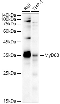 Western blot analysis of extracts of various cell lines using MyD88 Polyclonal Antibody at 1:1500 dilution.