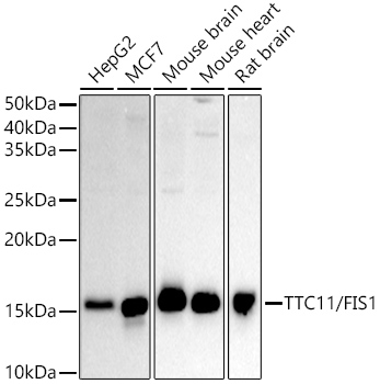 Western blot analysis of extracts of various lysates using TTC11/FIS1 Polyclonal Antibody at 1:500 dilution.