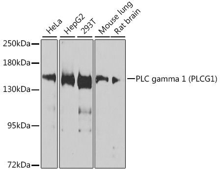 Western blot analysis of extracts of various cell lines using PLC gamma 1 Polyclonal Antibody at 1:1000 dilution.