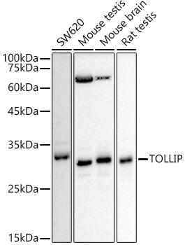 Western blot analysis of extracts of various cell lines using TOLLIP Polyclonal Antibody at 1:500 dilution.