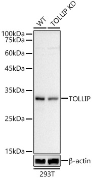 Western blot analysis of extracts from wild type(WT) and TOLLIP knockdown (KD) 293T cells using TOLLIP Polyclonal Antibody at 1:500 dilution.