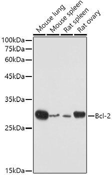 Western blot analysis of extracts of various cell lines using Bcl-2 Polyclonal Antibody at 1:500 dilution.