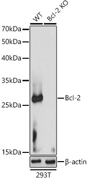 Western blot analysis of extracts from wild type(WT) and Bcl-2 knockout (KO) 293T cells using Bcl-2 Polyclonal Antibody at 1:1000 dilution.