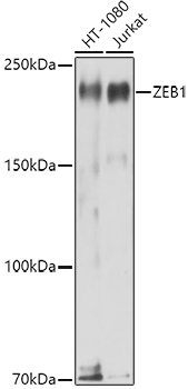Western blot analysis of extracts of various cell lines using ZEB1 Polyclonal Antibody at 1:1000 dilution.