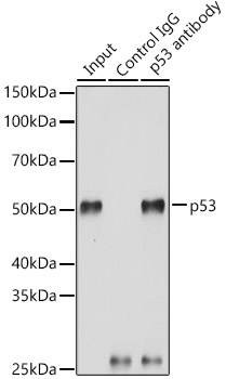 Immunoprecipitation analysis of 200ug extracts of 293T cells using 3ug p53 Polyclonal Antibody. Western blot was performed from the immunoprecipitate using p53 Polyclonal Antibody at a dilution of 1:3000.