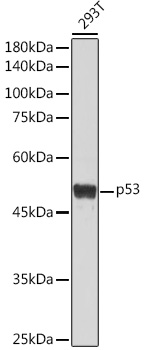 Western blot analysis of extracts of 293T cells using p53 Polyclonal Antibody at 1:1000 dilution.