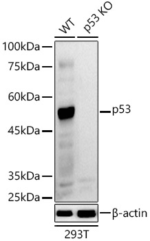 Western blot analysis of extracts from wild type(WT) and p53 knockout (KO) 293T cells using p53 Polyclonal Antibodyat 1:1000 dilution.