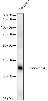 Western blot analysis of extracts of Rat brain using Connexin 43 Polyclonal Antibody at 1:840 dilution.