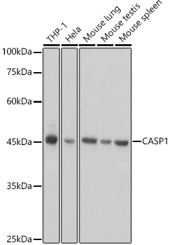 Western blot analysis of extracts of various cell lines using CASP1 Polyclonal Antibody at 1:1000 dilution.