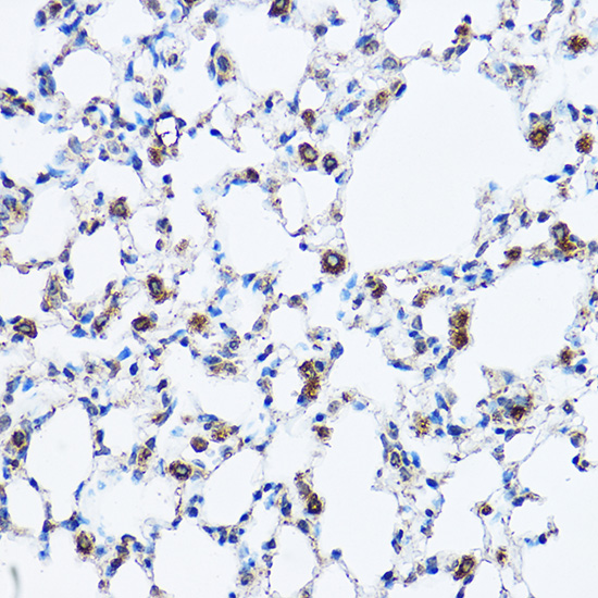 Immunohistochemistry of paraffin-embedded mouse lung using Caspase-3 p17 Polyclonal Antibody at dilution of 1:100 (40x lens).Perform high pressure antigen retrieval with 10 mM citrate buffer pH 6.0 before commencing with IHC staining protocol.