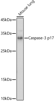 Western blot analysis of extracts of Mouse lung using Caspase-3 p17 Polyclonal Antibody at 1:1000 dilution.