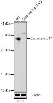 Western blot analysis of extracts from wild type(WT) and Caspase-3 p17 knockout (KO) 293T cells using Caspase-3 p17 Polyclonal Antibody at 1:1000 dilution.