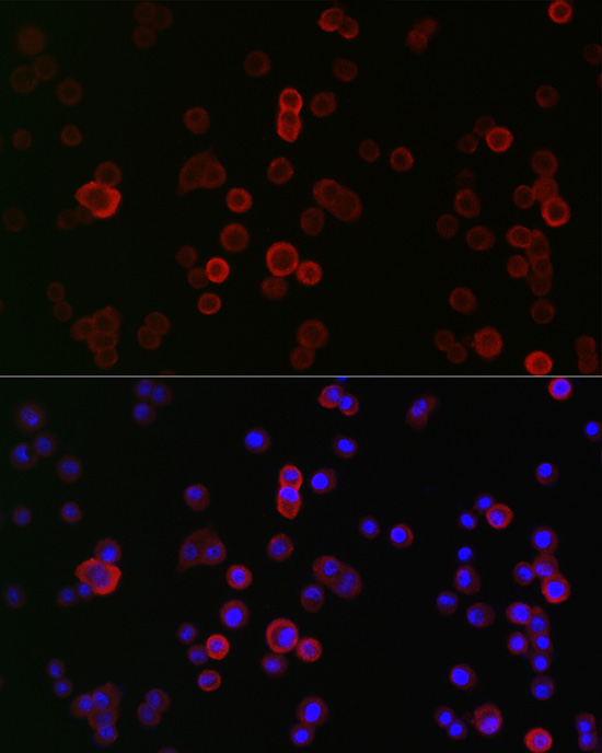 Immunofluorescence analysis of HT-29 cells using PROM1 Polyclonal Antibody at dilution of 1:100 (40x lens). Blue: DAPI for nuclear staining.