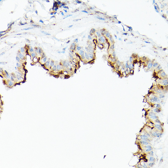 Immunohistochemistry of paraffin-embedded rat lung using CD133 Polyclonal Antibody at dilution of 1:200 (40x lens).Perform high pressure antigen retrieval with 10 mM citrate buffer pH 6.0 before commencing with IHC staining protocol.