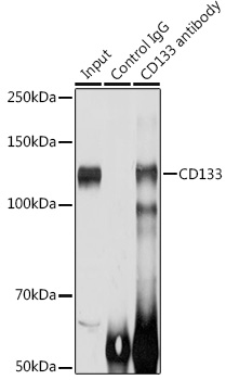 Immunoprecipitation analysis of 200ug extracts of HT-29 cells using 3ug CD133 Polyclonal Antibody. Western blot was performed from the immunoprecipitate using CD133 Polyclonal Antibody at a dilution of 1:1000.