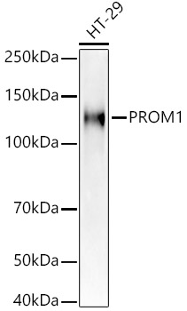 Western blot analysis of extracts of HT-29 cells using PROM1 Polyclonal Antibody at 1:400 dilution.