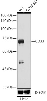 Western blot analysis of extracts from wild type(WT) and CD33 knockout (KO) HeLa U14 CD33 Polyclonal Antibody at 1:1000 dilution.