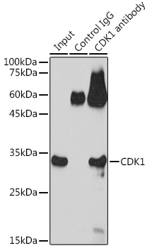 Immunoprecipitation analysis of 600ug extracts of C6 cells using 3ug CDK1 Polyclonal Antibody. Western blot was performed from the immunoprecipitate using CDK1 Polyclonal Antibody at a dilution of 1:1000.