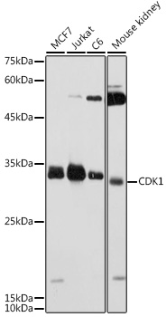 Western blot analysis of extracts of various cell lines using CDK1 Polyclonal Antibody at 1:1000 dilution.