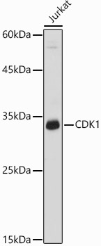 Western blot analysis of extracts of Jurkat cells using CDK1  Polyclonal Antibody at 1:1000 dilution.