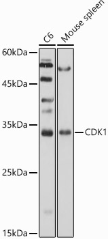 Western blot analysis of extracts of various cell lines using CDK1Polyclonal Antibody at 1:1000 dilution.