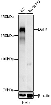 Western blot analysis of extracts from wild type(WT) and EGFR knockout (KO) HeLa cells, using EGFR Polyclonal Antibody at 1:1000 dilution.