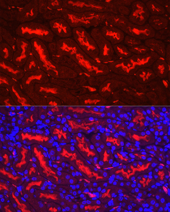 Immunofluorescence analysis of mouse kidney cells using [KO Validated] ACE2 Polyclonal Antibody at dilution of 1:100 (40x lens). Blue: DAPI for nuclear staining.