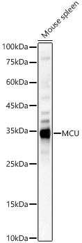 Western blot analysis of extracts of various cell lines using MCU Polyclonal Antibody at 1:500 dilution.