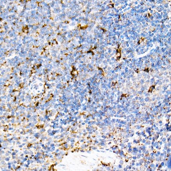 Immunohistochemistry of paraffin-embedded mouse spleen using [KO Validated] PSAP Polyclonal Antibody at dilution of 1:50 (40x lens).Perform high pressure antigen retrieval with 10 mM citrate buffer pH 6.0 before commencing with IHC staining protocol.