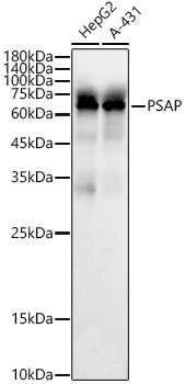 Western blot analysis of various lysates using PSAP Polyclonal Antibody at 1:1000 dilution.