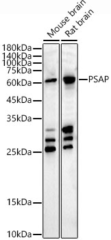 Western blot analysis of various lysates using PSAP Polyclonal Antibody antibody at 1:1000 dilution.